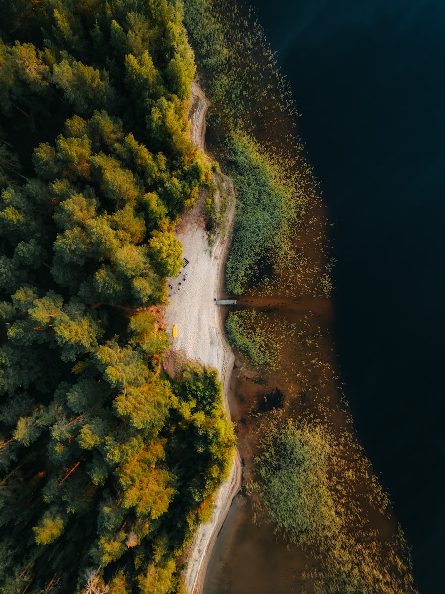 Aerial view of forest meeting dark water at sunrise.